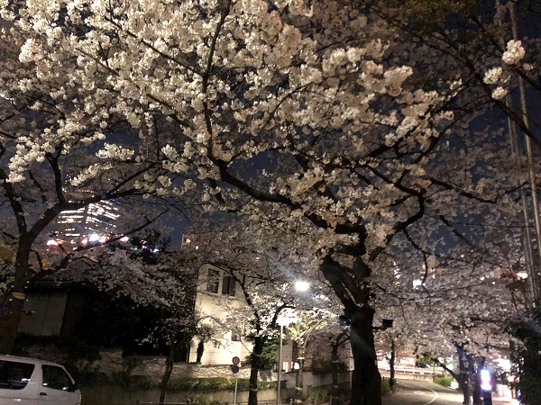 六本木 アークヒルズの桜坂 桜並木で夜桜にうっとり 都内の穴場お花見スポット 六本木 アークヒルズの桜坂 桜並木で夜桜にうっとり 都内の穴場お花見スポット