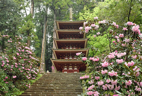 奈良 室生寺のシャクナゲ 石楠花 が美しくて 一人旅初日に写真0枚撮る 奈良 室生寺のシャクナゲ 石楠花 が美しくて 一人旅初日に写真0枚撮る