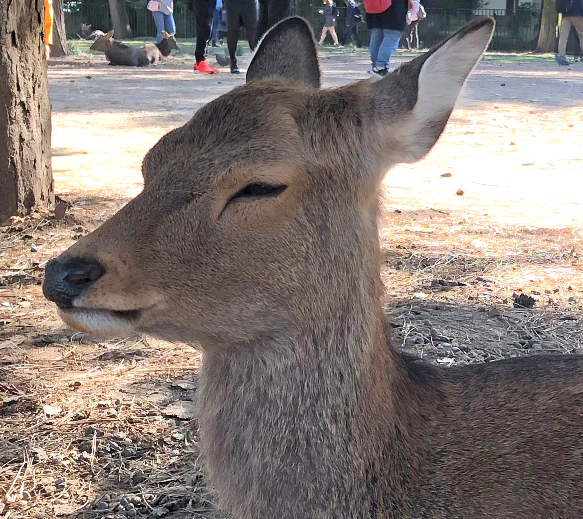 はんまゆ